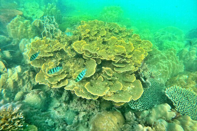 [GROUP] SCUBA DIVING For Beginners in Phu Quoc Island (TRY DIVE) - Key Points