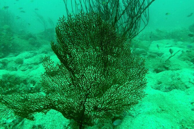 [GROUP] SCUBA DIVING for Certified Divers in Phu Quoc Island - Who Will Benefit Most?