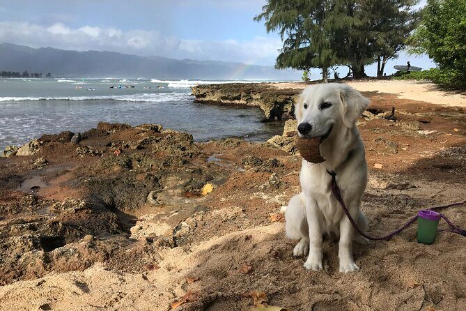 Group Surf Lessons for beginners on the North Shore of Oahu - Final Thoughts: Weighing the Value