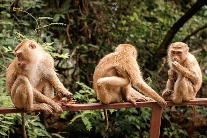 Group Tour: Kuala Selangor Firefly Blinking's including Dinner - In-Depth Look at the Firefly Tour Experience