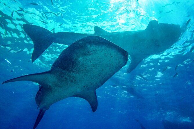 Group Tour of Moalboal Sardines Run & Kawasan Canyoneering - An In-Depth Look at the Tour Experience