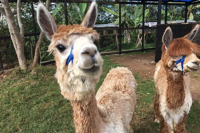 Group Tour of Nature Park - Experience the Best of Haiti’s Nature with a Group Tour of Wynne Farm Ecological Reserve