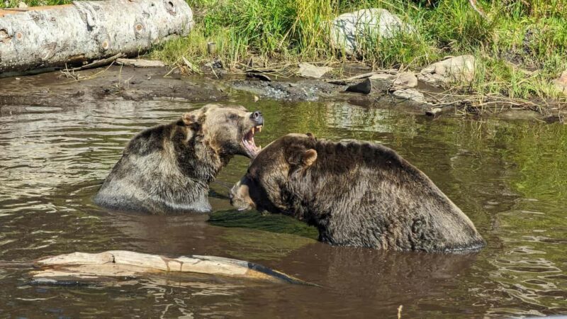 Grouse Mnt+StanleyPark+Hatchery+Cleveland Dam+LynnCanyonTOUR - Who This Tour Is Perfect For