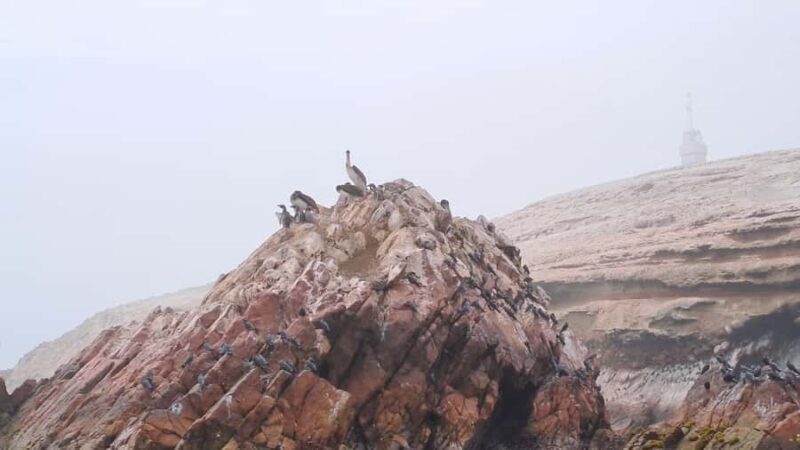 GRUPAL FULL DAY Paracas(Ballestas) + Ica + Huacachina(Oasis) - Key Points