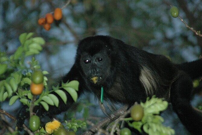 Guachipelin Waterfall Canyoning rappel& Hot Springs+ lunch buffet - Final Thoughts: Who Should Consider This Tour?