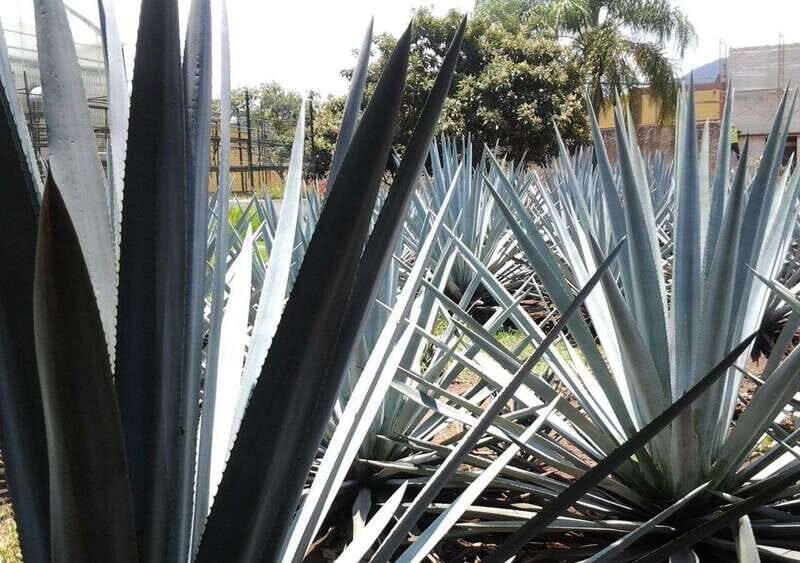 Guadalajara: Horse Riding on the Tequila Route with Tastings - Key Points