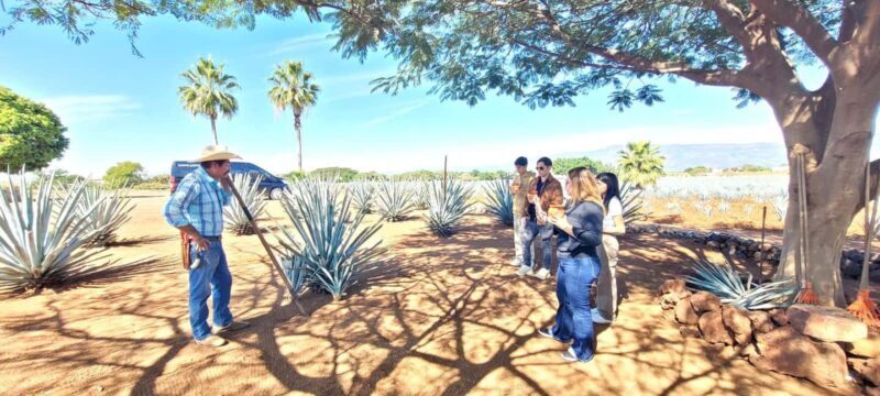 Guadalajara: Tequila Day Trip with Jose Cuervo Option - The Highlight: Jose Cuervo Distillery (Optional)