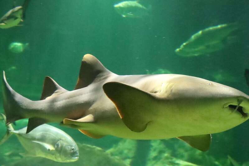 Guadalajara: ticket to Michin Aquarium - Key Points