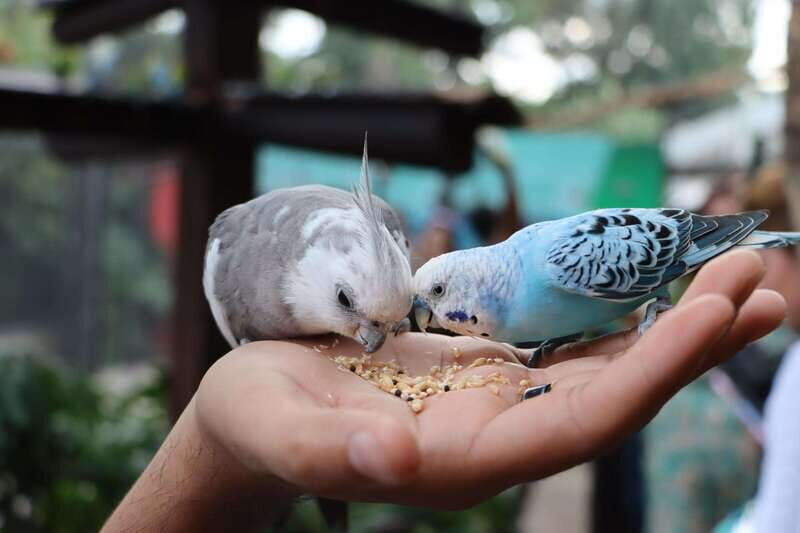 Guadalajara: ticket to Michin Aquarium - FAQ