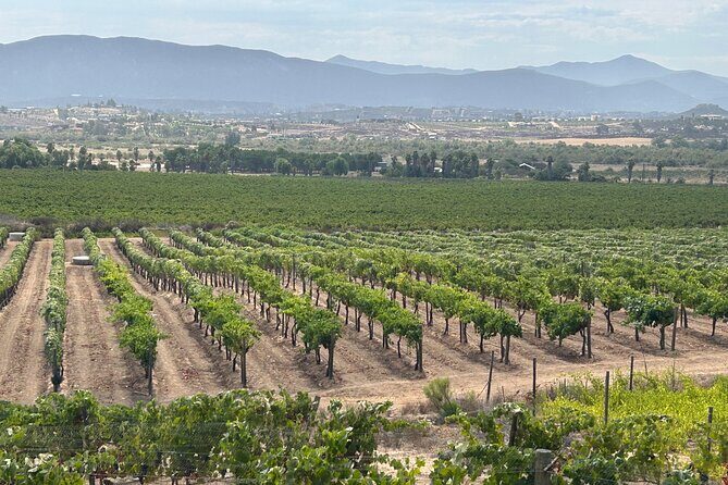 Guadalupe Valley Wine Route - Key Points