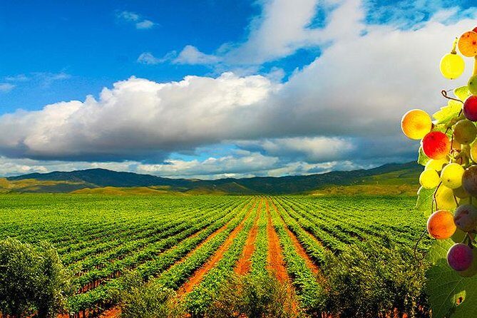 Guadalupe Valley Wine Route Tour in Baja California - Exploring the Guadalupe Valley Wine Route: What You Can Expect