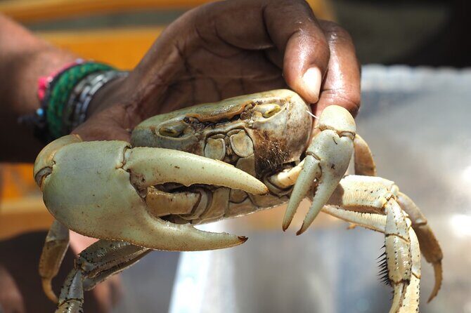 Guadeloupe: Its Craftspeople, Delicacies and Farmers' Market - A Closer Look at the Itinerary