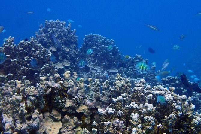 Guam's Best Beach Diving! Beginner and Advanced Dives - Why This Tour Stands Out