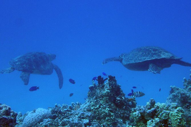 Guam's Best Beach Diving! Beginner and Advanced Dives - The Experience From a Traveler’s Perspective
