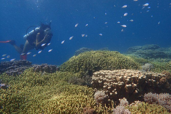 Guam's Best Beach Diving! Beginner and Advanced Dives - Who Should Book This Tour?