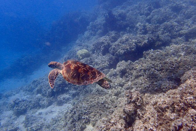 Guam's Best Beach Diving! Beginner and Advanced Dives - Final Thoughts