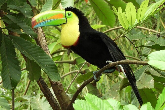 Guanacaste Rainforest Safari with Meal - A full breakdown: What to expect from the Guanacaste Rainforest Safari