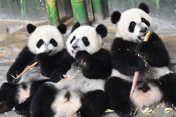 Guangzhou Chimelong Safari Park - Key Points