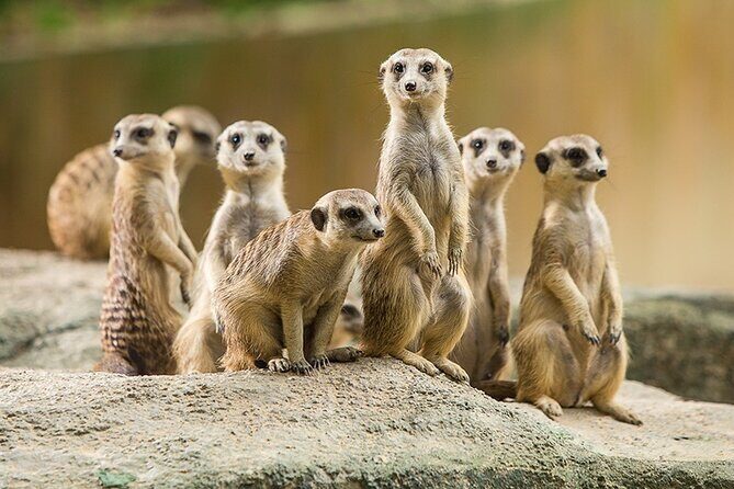 Guangzhou Chimelong Safari Park - Who Should Visit?