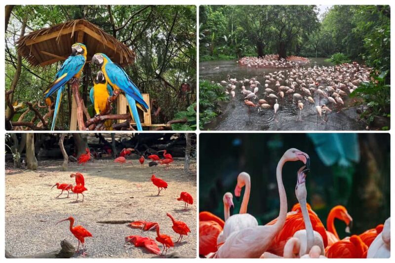Guangzhou Chimelong: Safari Park/ParadiseOptional Day Tour - Key Points
