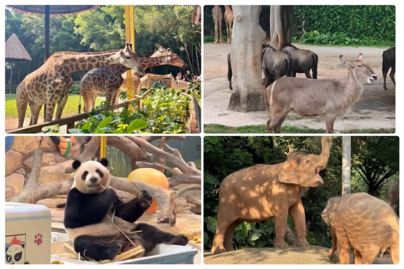 Guangzhou Chimelong: Safari Park/ParadiseOptional Day Tour - FAQs