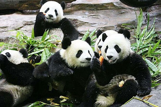 Guangzhou Chimelong Safari Park Private Guided Tour - Why Choose the Guangzhou Chimelong Safari Park Private Guided Tour?
