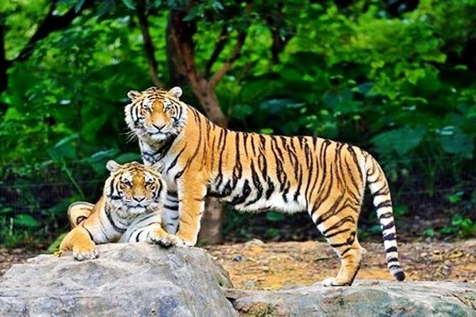 Guangzhou Chimelong Safari Park Private Guided Tour - Authentic Experiences and Real Traveler Feedback