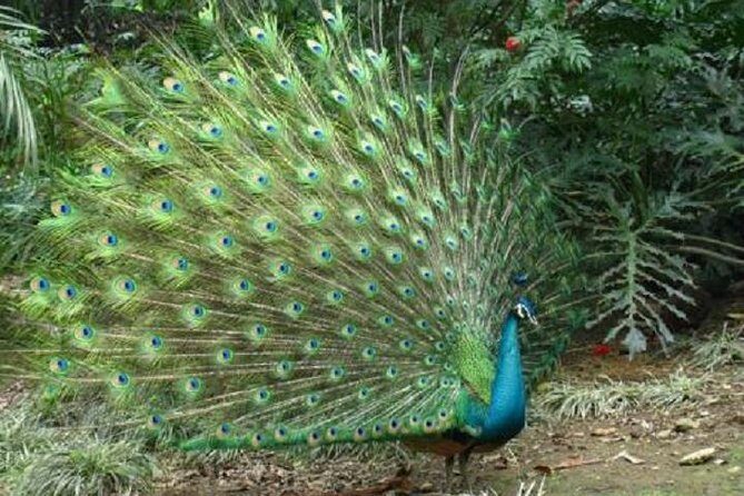 Guangzhou City Tour for Travellers from Hong Kong by Bullet Train - FAQs