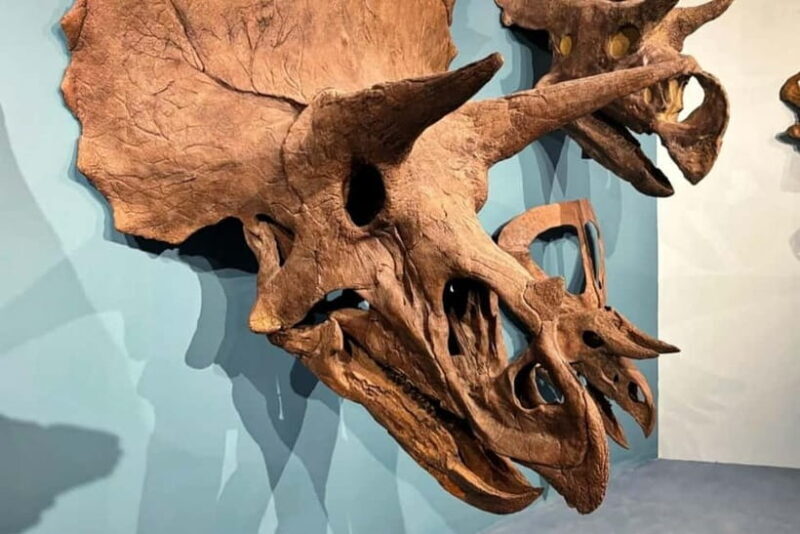 Guangzhou: Grandview Museum of Nature Science Ticket - Discover the Grandview Museum of Nature Science in Guangzhou