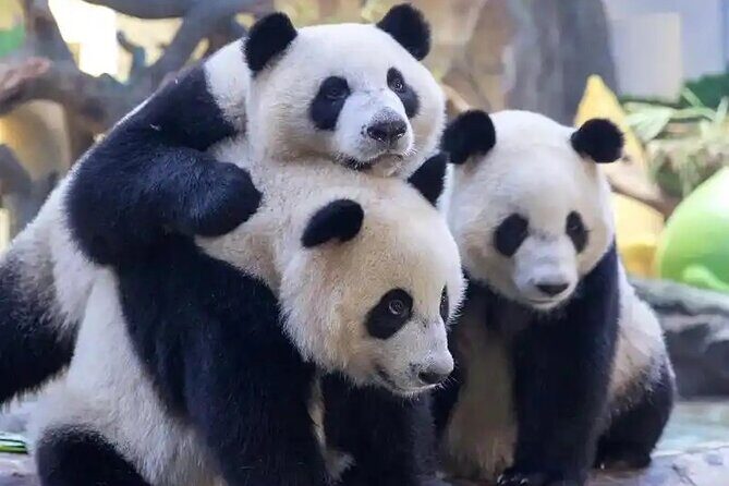 Guangzhou Private Safari Tour with Ride - Exploring Guangzhou’s Chimelong Safari Park: What to Expect