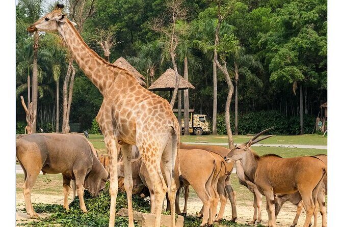Guangzhou Private Safari Tour with Ride - Authentic Encounters and Authenticity