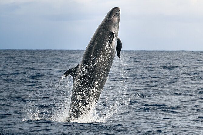 Guaranteed Dolphin and Whale Watch Tour in Kona - Discover the Kona Dolphin and Whale Watch Tour: An Authentic Marine Adventure