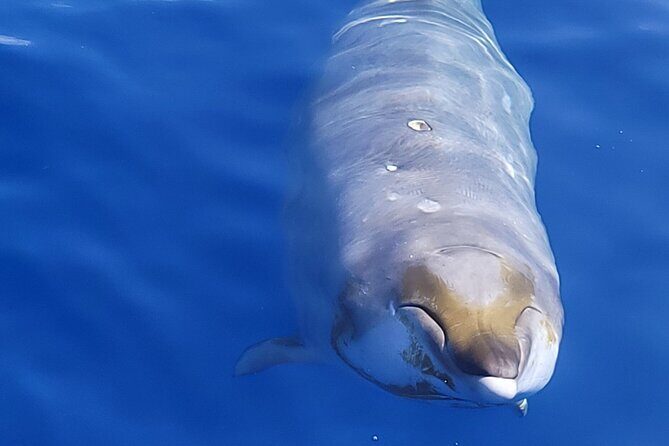 Guaranteed Dolphin and Whale Watch Tour in Kona - Key Points