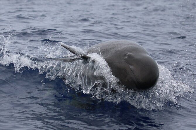Guaranteed Dolphin and Whale Watch Tour in Kona - Final Thoughts: Is This the Right Tour for You?