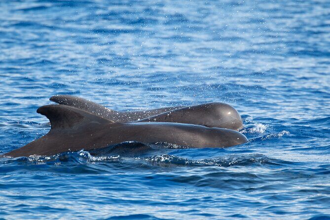 Guaranteed Dolphin and Whale Watch Tour in Kona - In Closing