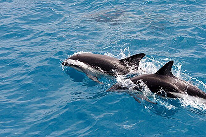 Guaranteed Dolphin Sighting Tour on Tropics Boat Tours - Who Will Love This Tour?