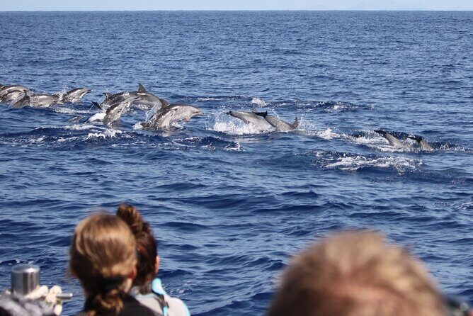 Guaranteed Whale or Dolphin Watching Tour - Funchal - Why Choose This Whale and Dolphin Watching Tour?