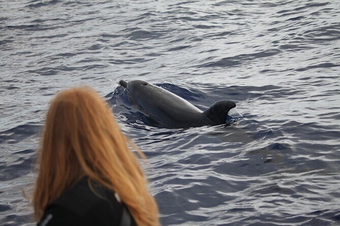 Guaranteed Whale or Dolphin Watching Tour - Funchal - The Sum Up: Who Will Appreciate This Tour?