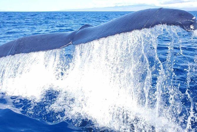 Guaranteed Whale Watch in Kona - The Itinerary and Waterway