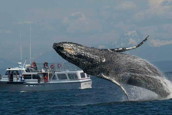 Guaranteed Whale Watching Tour - FAQ
