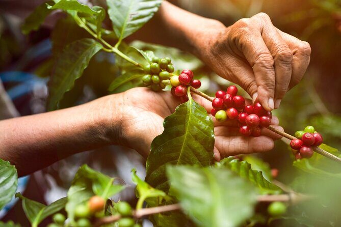 Guatape tour + Boat Ride + coffee tour BEST EXPERIENCE - A Complete Day Exploring Guatape: Monoliths, Lakes, and Coffee