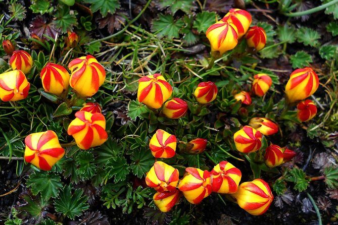 Guayaquil to Cuenca one-way tour with Cajas Park and a Cacao Farm visit - Key Points