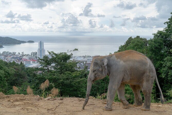 Guide Tour to Patong Hilltribe Ethical Elephant Village - Guide Tour to Patong Hilltribe Ethical Elephant Village: A Compassionate Way to Connect with Thailand’s Gentle Giants