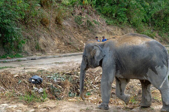 Guide Tour to Patong Hilltribe Ethical Elephant Village - Key Points