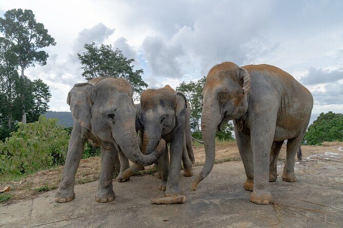 Guide Tour to Patong Hilltribe Ethical Elephant Village - FAQ