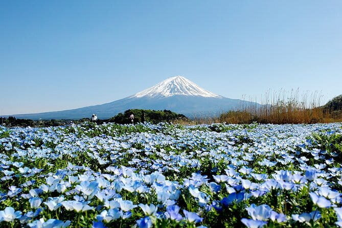 Guided 3 Days Tour Tokyo, Mt. Fuji and Hakone GREEN NUMBER PLATE - A Whirlwind Through Japan’s Iconic Landscapes and Cities