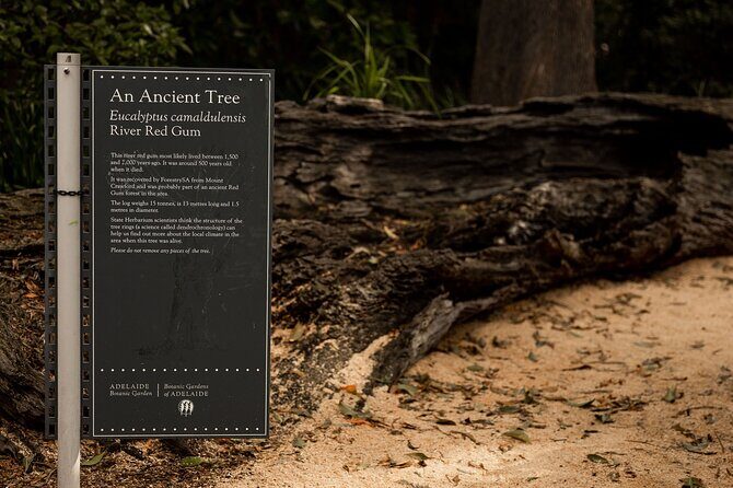 Guided Aboriginal Cultural Tour of Adelaide Botanic Garden - A Closer Look at the Experience