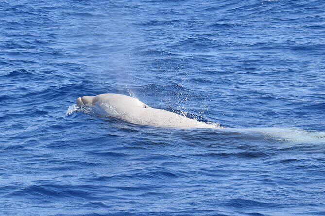 Guided activity in the Heart of Azores with whales and dolphins - Exploring the Heart of Azores with Whales and Dolphins