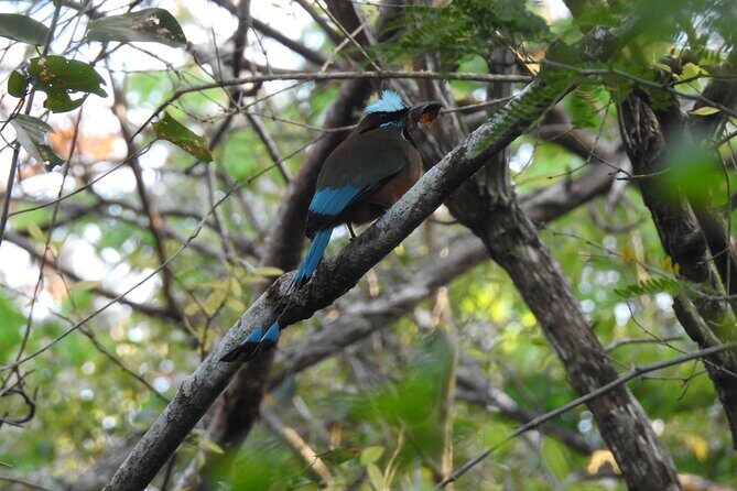 Guided Bird Watching Private Tour in TOH Nature Reserve - Who Should Sign Up?
