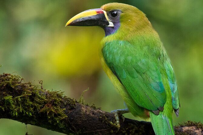 Guided Bird Watching Tour in Monteverde - Key Points